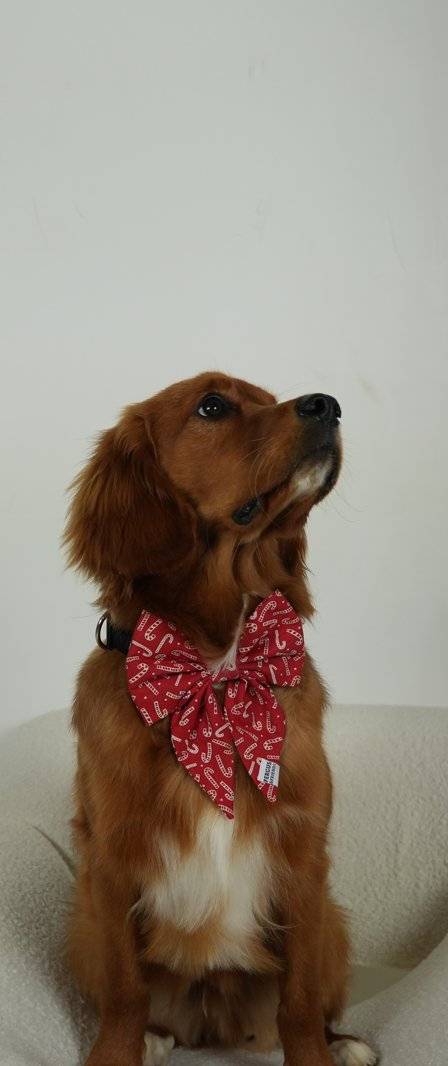 Henry the Mini Retriever
