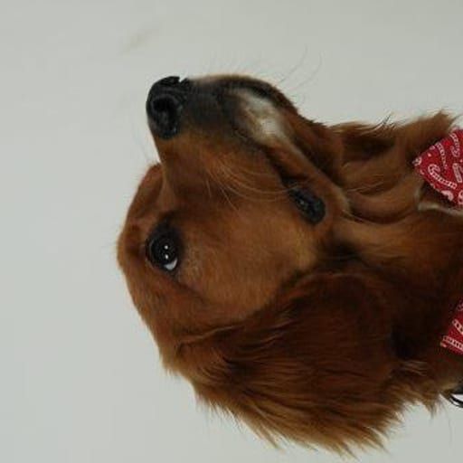 Henry the Mini Retriever